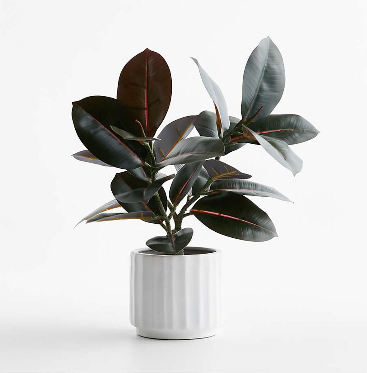 Potted Faux Rubber Tree 16